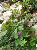 iglica