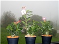 Adenium obesum - sijanci 2012