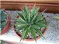 agave fililera 