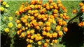 tagetes