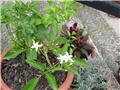 Jasmin