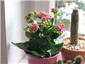 Kalanchoe blossfeldiana