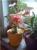 Adenium - @bebolina