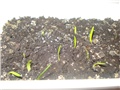 amarilis sjeme1