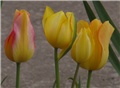 Tulipani