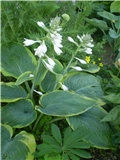 hosta