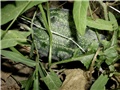Kiwano
