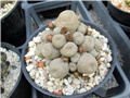 rebutia heliosa