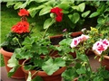 pelargonije