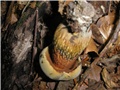 Boletus?