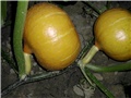 hokaiddo tikve