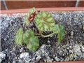 begonia