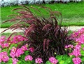 Pennisetum_rubrum