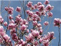 Magnolia x soulangiana 'Alexandrina' 