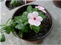 vinca1