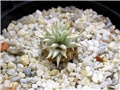 pachypodium brevicaule