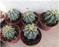 Ferocactus glaucescens 