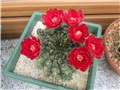 Gymnocalycium baldianum