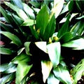 Aspidistra