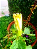 datura