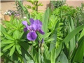 Iris u cvatu
