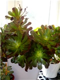 aeonium