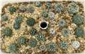 Astrophytum asterias hybrid             