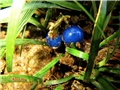 ophiopogon