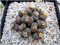lithops - Ž. Baljkas