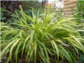 Hakonechloa macra