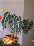 alocasia