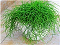 rhipsalis cassutha