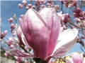 Magnolia x soulangiana 'Alexandrina' 