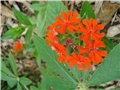 Lychnis chalcedonica