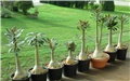 Adenium socotranum