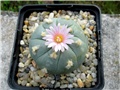 Lophophora williamsii jourdaniana