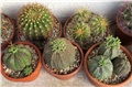 Euphorbia obesa 