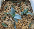 agave ferdinandi regis