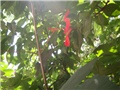 hibiskus