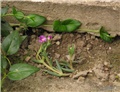 Delosperma cooperi 