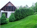 Thuja - živica  