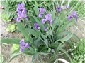 perunike2