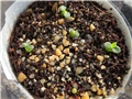 Pachypodium brevicaule