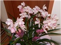 cymbidium