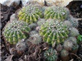 kaktus u kamenjaru (Echinopsis oxygena)