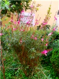 gaura