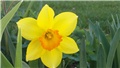 narcisi