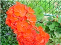 pelargonija