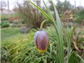 fritilaria uva-vulpis