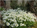 gušarka arabis